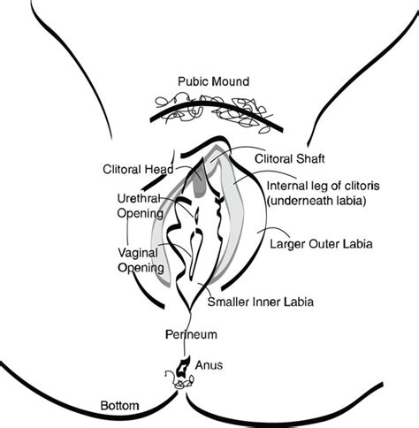 First time sexual rub down. Female Sexual Anatomy :: FeMani Wellness