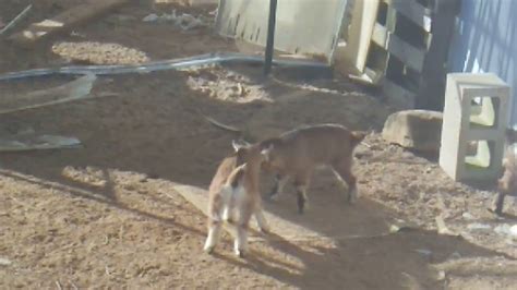 Afgo will not allow goats to be drug/pulled through the course! Baby goat fight - YouTube