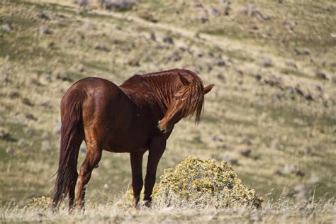 Running horses are beautiful and graceful creatures. Wild Mustang Stallion Photos | Images of Wild Mustang ...