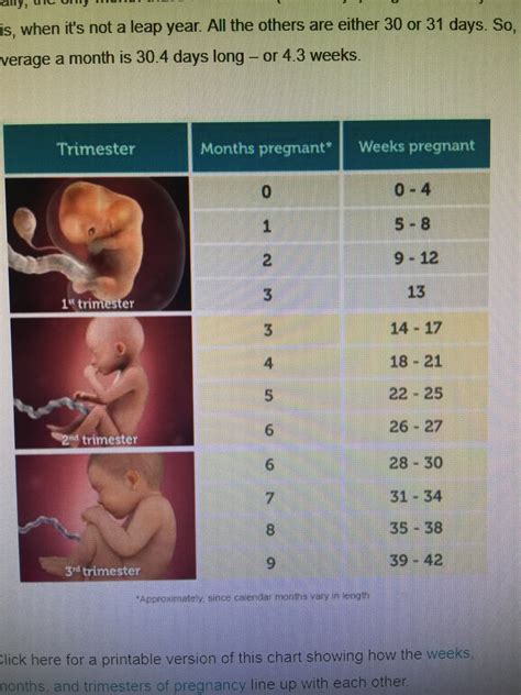 35 weeks is how many months? How Many Weeks Of Pregnancy Is 5 Months - PregnancyWalls
