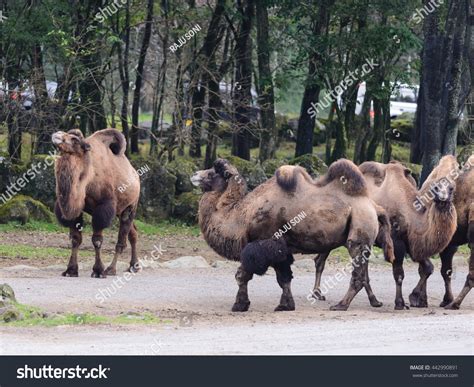 The wild bactrian camel is facing a population size reduction of at least 80% within the next three generations (estimated at 45 to 50 years). Bactrian Camel (Camelus Bactrianus) Close View. Stock ...