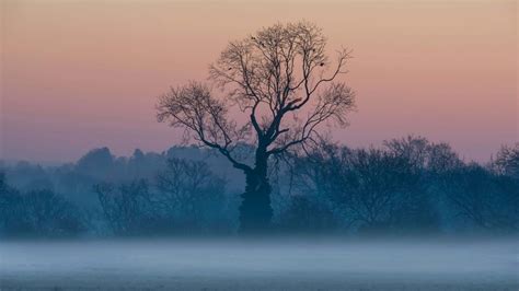 Download and use 90,000+ tree stock photos for free. Wallpaper tree, sunrise, fog, 5K, Nature #23184