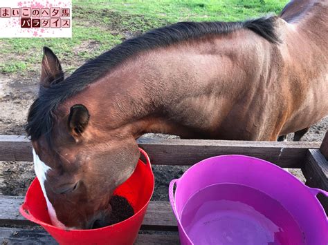 メイショウドトウは戦績だけでみれば27戦10勝と少ない勝ち馬かもしれませんが、もともとメイショウドトウは 筋肉質の馬体でスピードがある馬 でした。 先攻策から馬群を抜け出して押し切る戦法を主としていました。 2000年のメトロポリタンステーク1着から2001年の宝塚記念1着までずっと 10. ヴェルサイユリゾートファーム メイショウドトウのもぐもぐ編 ...