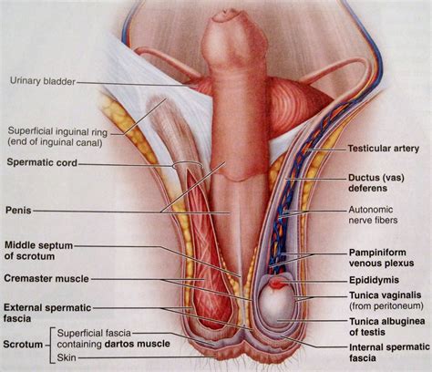 Together they comprise the female reproductive system, supporting sexual female reproductive organs undergo substantial structural and functional changes every month. Anatomy and Physiology 2 Eportfolio: Objective 79: Mommy ...