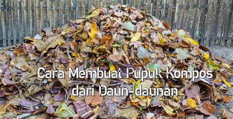Namun, daun pisang yang kering biasanya selalu dibuang. Mudahnya Cara Membuat Pupuk Kompos dari Daun Mangga