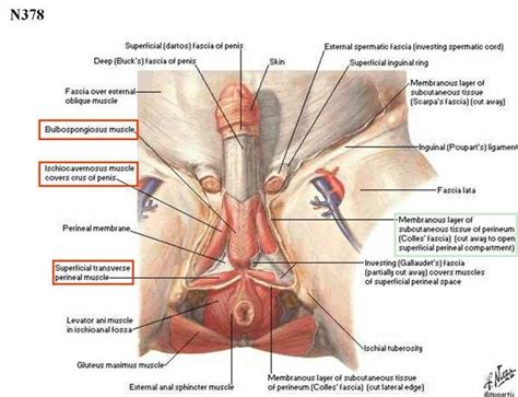 Gracilis, obturator externus, adductor brevis, adductor longus and adductor magnus. Male Genitalia & Perineum | Muscle diagram, Muscle anatomy ...