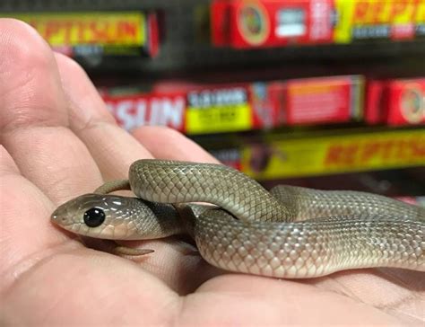 Is the baby snake healthy and shipped as described? Baby Red Beaked Snakes | Snakes for sale, Snake, Red