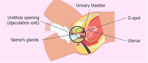 The movie has been watched by 160 visitors. The female ejaculation has a urethral origin