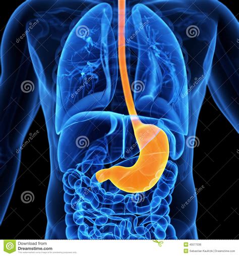 The stomach stock illustration. Illustration of blue - 45577036