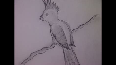 Ganz leicht malen lernen und mit werkzeugen, die du zuhause hast. Einen Papagei zeichnen. Vögel zeichnen für Anfänger - YouTube