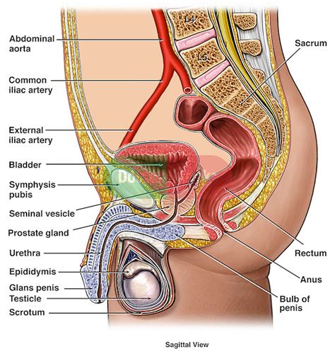 These external structures are the penis, scrotum, epididymis, and testes. Anatomy of the Male Urogenital (Reproductive) System ...