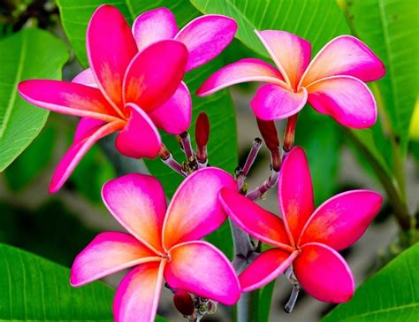 Die speisekarte von hana hawaiian grill's beinhaltet 30 gerichte. Hawaiian plumeria | Plumeria flowers, Plumeria, Plants