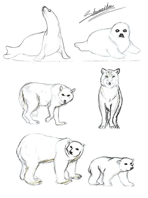 Research in the department of anthropology spans from the emergence of our earliest ancestors to the ways communities sustain their cultures in today's globalized societies. Tundra Animals Drawings at PaintingValley.com | Explore collection of Tundra Animals Drawings