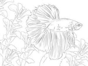 Check spelling or type a new query. Betta Coloring Pages For Adults Coloring Pages | Fish ...