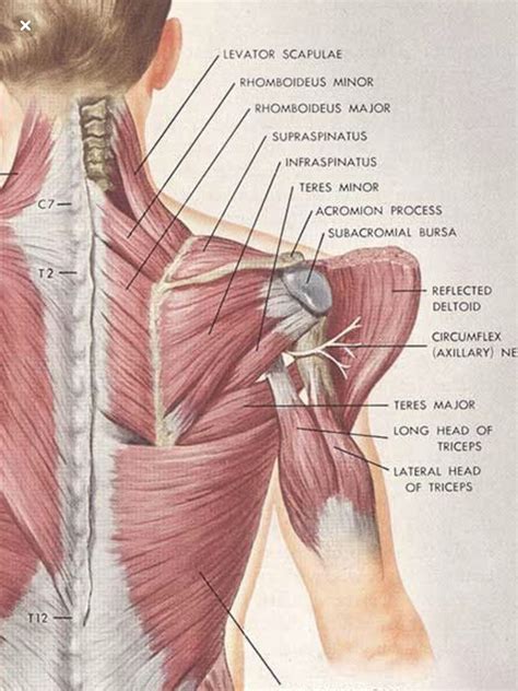 In this video ashley discusses the anatomy of the shoulder including the muscles of the rotator cuff and touches on some of the issues that can arise. Pin on Frozen Shoulder/Upper Back Pain