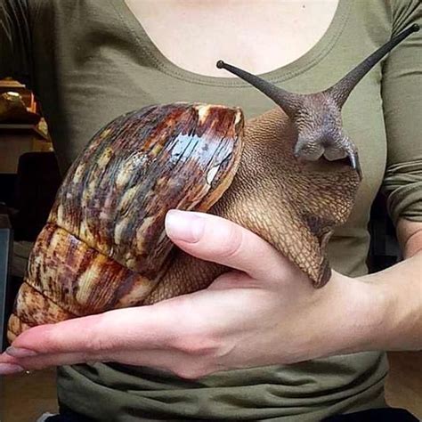 We did not find results for: The giant African land snail is over 8 inches long and has ...