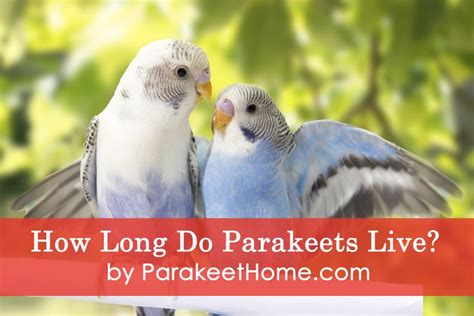 The flames broke out at magic isle on middle country road in centereach just before 10 a.m. Parakeet Lifespan - How Long Do Parakeets Live [2019 Data ...
