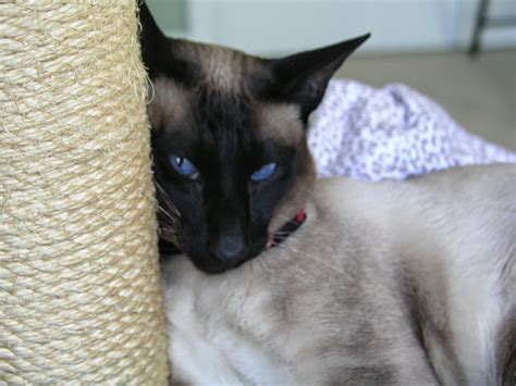 Shelters post the pets, and we get them exposure, but we need your help! Carolina Blues Cattery Siamese Kittens for Sale: Siamese ...