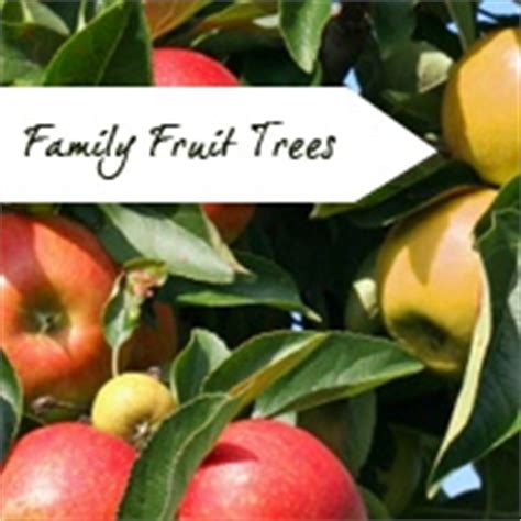 Dwarf fruit trees mature around 8 to 10 feet tall and wide. Fruit Trees For Sale Online | Fruit Tree Nursery