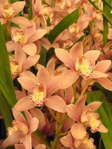 Common cymbidium orchids sold in grocery stores, home improvement stores, and florists are usually not fragrant so if you're interested in finding a fragrant species or hybrid, you've come to the here the weather is great for growing many different types of orchids and cymbidiums are the perfect choice. Orchid Care |Cymbidium Orchid Care(VIDEO) #Flowers # ...