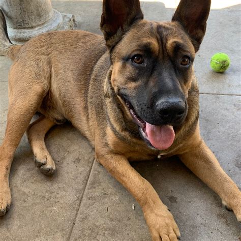 In just 9 short years, our volunteers have worked to give hope to over 12,000 rescue dogs in need of a chance at life. Adopt a Belgian Malinois puppy near Los Angeles, CA | Get ...