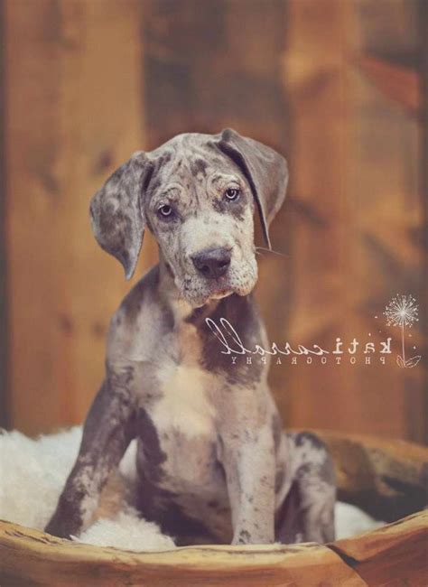 If you are unable to find your great dane puppy in our puppy for sale or dog for sale sections, please consider looking thru thousands of great dane dogs for adoption. Great Dane Puppies Savannah Ga | PETSIDI