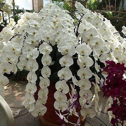 They don't need a great deal of care and can look gorgeous for months on end. Giant Phalaenopsis Orchids. (97) L.Yuna, love of cats and ...