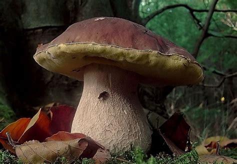 Maybe you would like to learn more about one of these? Funghi commestibili - Idee Green