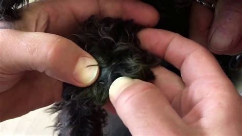 Check spelling or type a new query. Removing grass seeds from a dog - YouTube