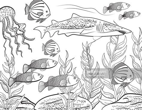 Printable fish coloring pages for adults. Underwater School Of Fish Adult Coloring Book Page High ...