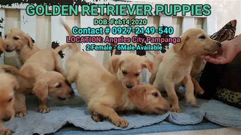 Meadow grace registered golden retriever dogs and puppies are family raised in the shenandoah valley of virginia. Golden retriever puppies - YouTube