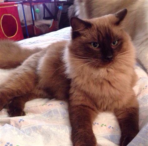 The beautiful ragdoll cat (both physically and in temperament) is a testament to how a fine purebred. Pin on MyCats