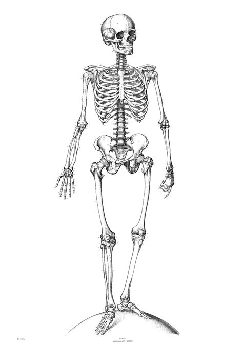 Click the free download link below and get started. Skeleton Coloring Pages - GetColoringPages.com