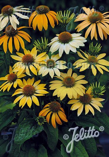 Echinacea is a genus of seven species all endemic to eastern and central north america. Echinacea: Echinacea Seeds - Perennial Flower Seeds ...