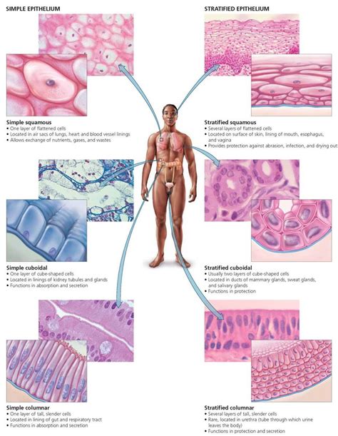 Jul 28, 2011 · as viable human brain tissue is not available for use in studying disease development and creating therapies for neurological disorders like huntington's disease (hd), researchers desperately needed an alternative cell source for this purpose. Body Organization and Homeostasis - Biology of Humans