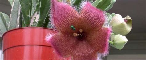 Some form flowers along the cactus ribs or warts. Ceropegia Species, Carrion Plant, Starfish Flower ...