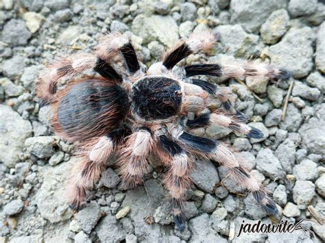 In this video i discuss the species, nhandu coloratovillosus (brazilian black & white). Nhandu coloratovillosus L5 (2cm)