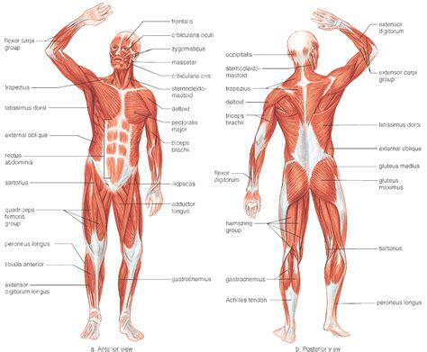 There is a wide range of normality of female body shapes. Library of anatomy graphic library download muscles png ...