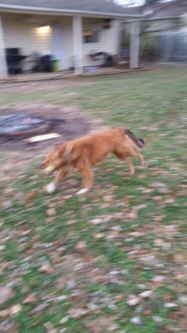 Even with such short legs, it's still an excellent speed for a furry pet. How fast can I run. | Animals, Dogs, Canning