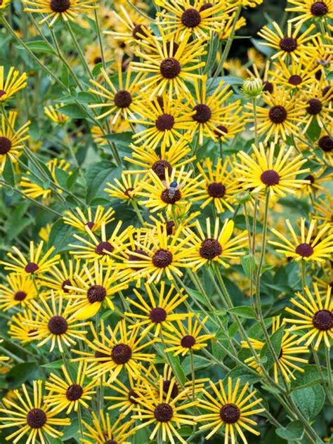 Blooms in clusters on strong branching stems. Rudbeckia Henry Eilers -- Bluestone Perennials