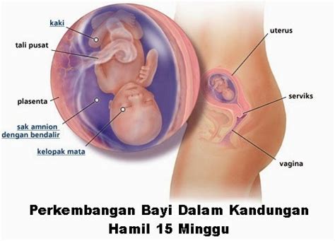 Menurut dokter boyke keputihan tanda hamil umumnya berwarna kental dan berwarna menyerupai susu. Gambar Bayi Umur 5 Minggu - Info Terkait Gambar