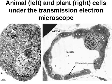 (iii) presence of cell wall. Plant Cells Under Electron Microscope - Micropedia