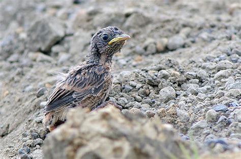 Namun, perawakan burung decu jauh lebih mungil karena panjangnya hanya sekitar 13 cm. Gambar Burung Decu Wulung : Mengenal Burung Decu Batu ...