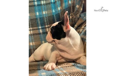 See more ideas about french bulldog puppies, bulldog puppies, puppies. Black Pied Male: French Bulldog puppy for sale near San ...