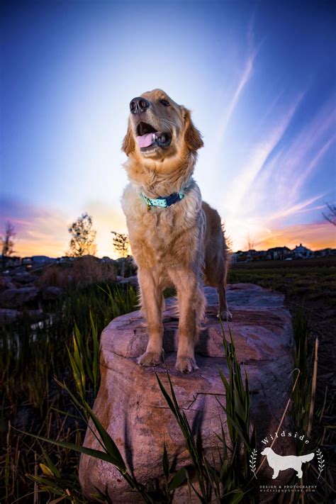 All puppies are vet checked, microch. Golden Retriever Puppies Utah Craigslist - Animal Friends