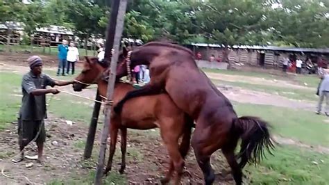 Kisah kasih manusia dan anjing lokadataid, 25/09/2019. Bagaimana kuda sumbawa kawin? - YouTube