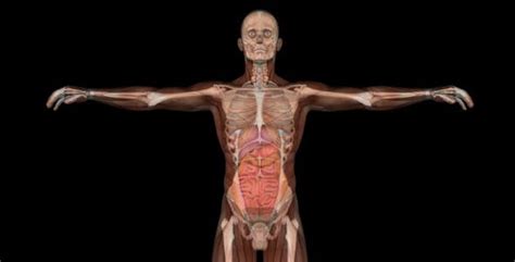 From wikimedia commons, the free media repository. Male Body Anatomy by VideoMagus | VideoHive