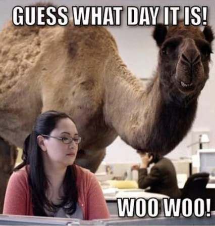 Hump day also represents as a camel because camel has also the hump on their back. Sport pictures dance 52+ ideas #sport | Funny hump day ...