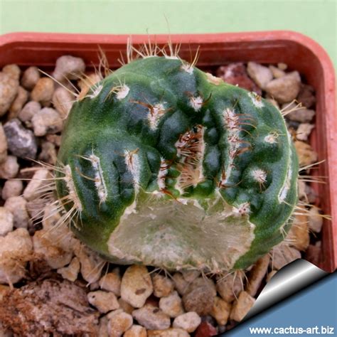 However, by following the proper watering guidelines and ensuring that just the right light and temperature conditions are given, learning to force a christmas cactus to bloom can actually be quite easy. Notocactus werdermannianus forma mostruosa