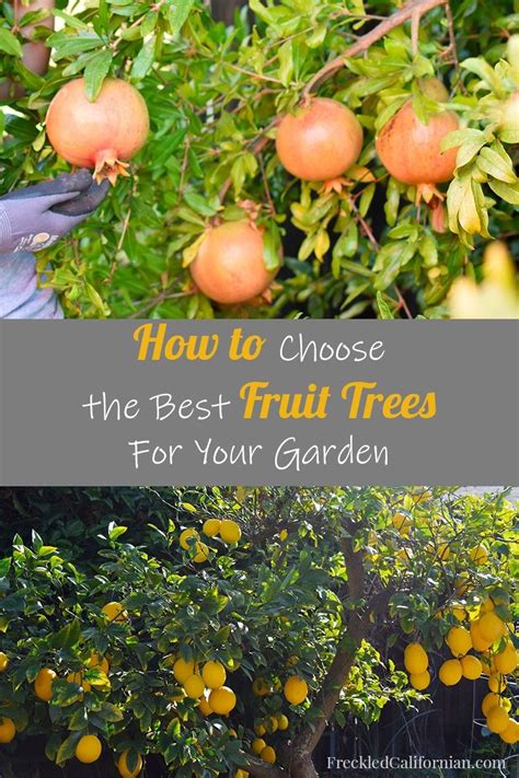 Maybe you would like to learn more about one of these? Things To Consider When Buying a Fruit Tree | Buy fruit ...